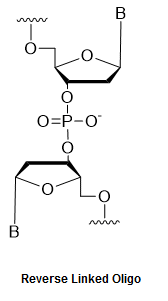 Bio-Synthesis Inc. Oligo Structure